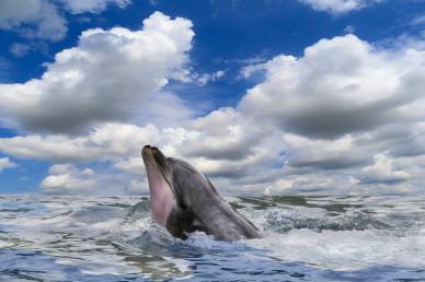 nature backdrop picture cute dolphin cloudy sky sea scene