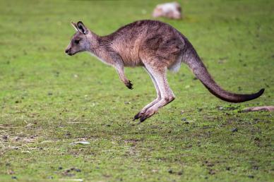 nature backdrop picture dynamic jumping kangaroo scene