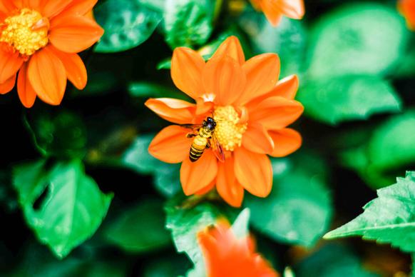 nature backdrop picture elegant bee perching flowers 