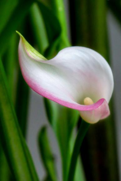 nature backdrop picture elegant blooming Arum lily closeup