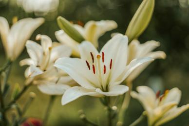 nature backdrop picture elegant blooming lily flowers