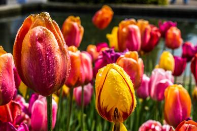 nature backdrop picture elegant blooming Tulip flowers