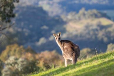 nature backdrop picture elegant blurred kangaroo mountain scene