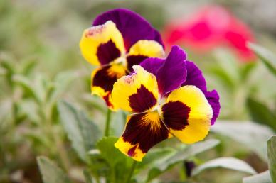 nature backdrop picture elegant bright blooming pansy flowers