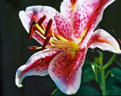 nature backdrop picture elegant closeup blooming lily