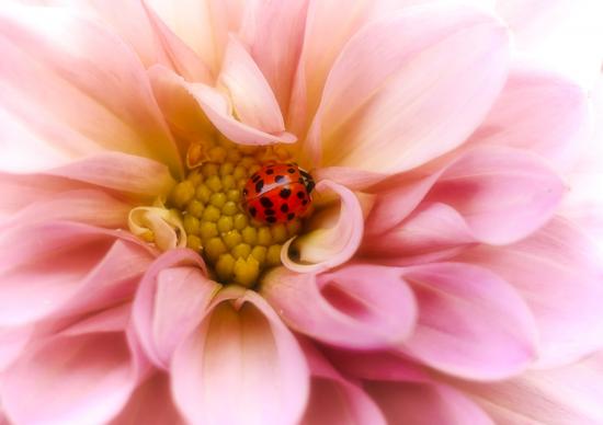 nature backdrop picture elegant dahlia flower ladybug closeup