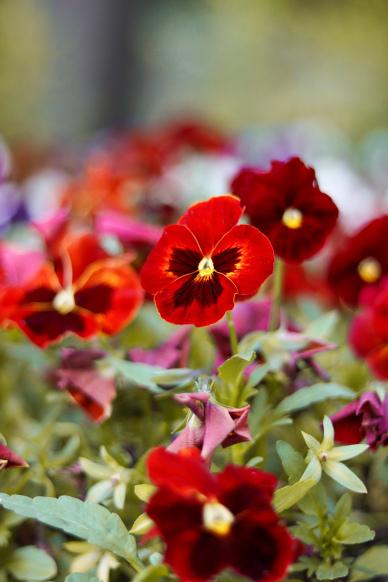 nature backdrop picture elegant Pansy flowers blossom closeup