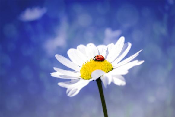 nature backdrop picture elegant tiny ladybug flower closeup
