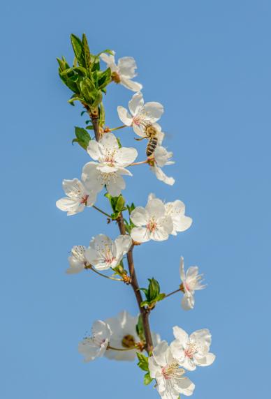 nature backdrop picture honey bee peach blossom elegant scene