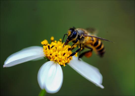 nature backdrop picture honeybee perching petal closeup 