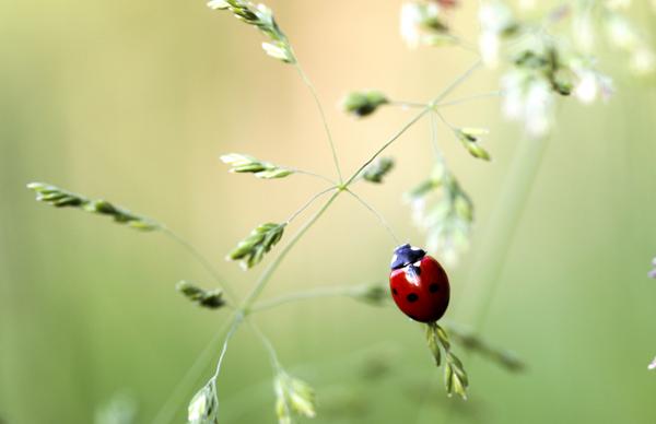 nature backdrop picture ladybug perching branch