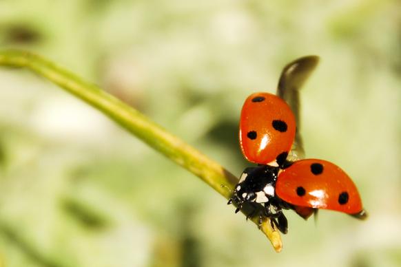 nature backdrop picture ladybug perching branch closeup