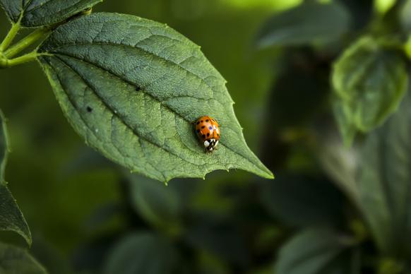nature backdrop picture ladybug perching leaf closeup 
