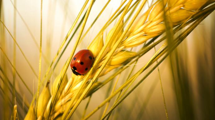 nature backdrop picture ladybug perching wheat