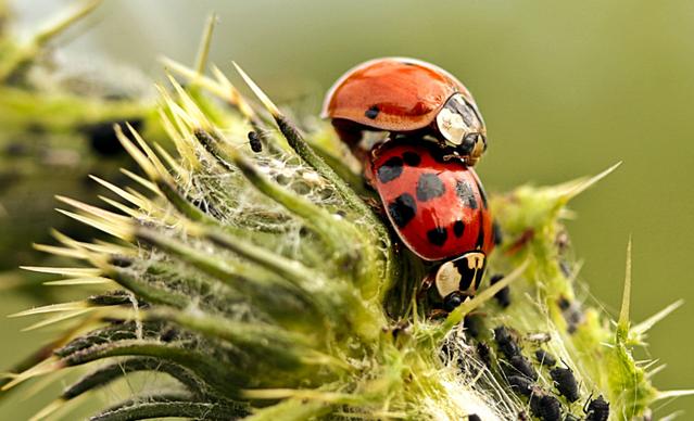nature backdrop picture ladybugs closeup