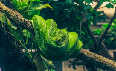 nature backdrop picture python lying on tree scene