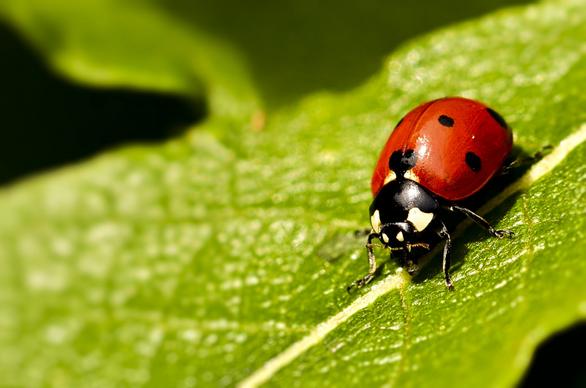 nature backdrop realistic ladybug leaf closeup