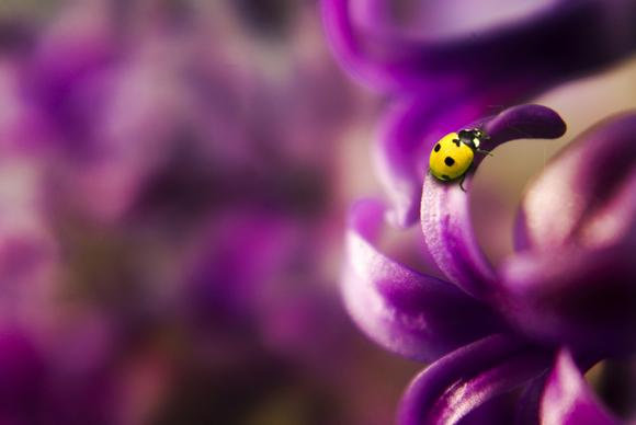 nature backdrop realistic ladybug petal closeup
