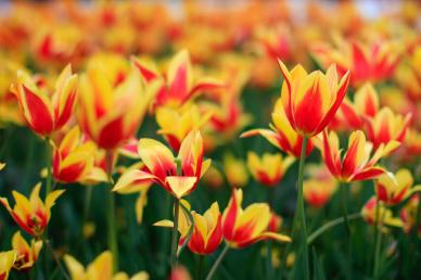 nature backrop picture elegant tulip blossom scene