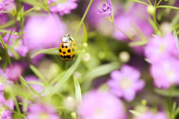 nature elements backdrop ladybug flowers closeup