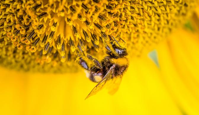 nature elements picture bee perching yellow flower closeup 