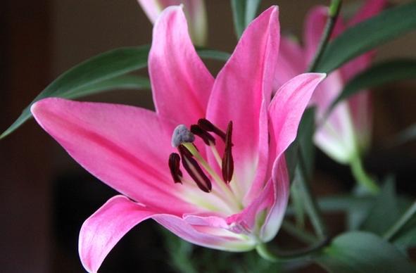 nature flower lily