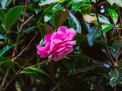 nature picture backdrop blooming camellia flora leaves scene