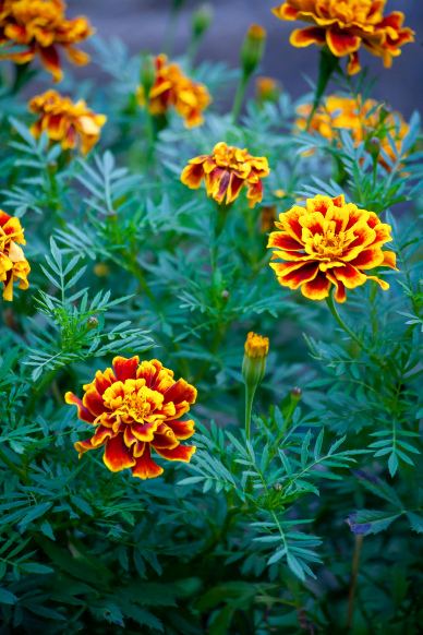 nature picture backdrop blooming marigold flowers scene
