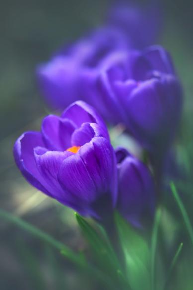 nature picture backdrop blurred blooming Crocus closeup