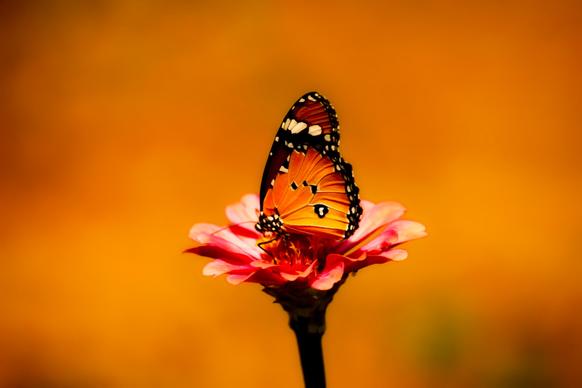 nature picture backdrop butterfly perching petal