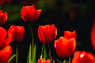 nature picture backdrop contrast blooming tulip flowers