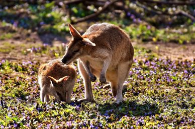 nature picture backdrop dynamic cute kangaroo animals