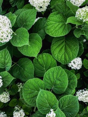 nature picture backdrop elegant blooming hydrangea leaves closeup