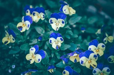 nature picture backdrop elegant pansy flowers blossom scene