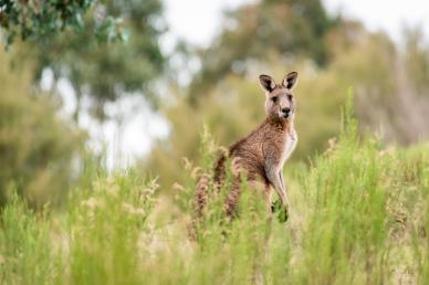 nature picture backdrop kangaroo meadow blurred scene