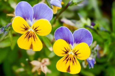 nature picture backdrop pansy blossom closeup 
