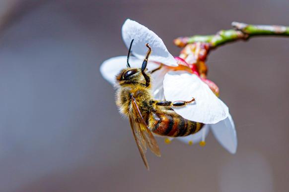nature picture bee perching petal scene 
