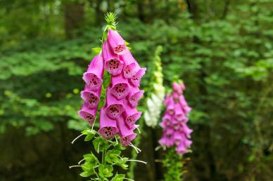 nature picture blooming Foxglove flowers