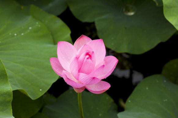 nature picture blooming lotus leaves scene closeup