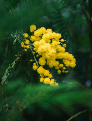 nature picture blooming mimosa flowers leaves scene