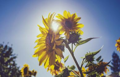nature picture blooming sunflower  sunlight scene