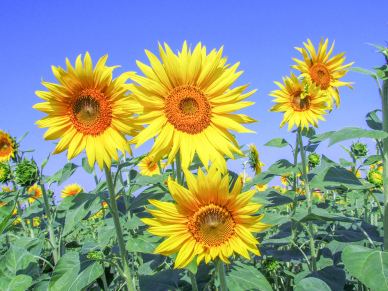 nature picture bright blooming sunflower field