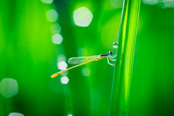 nature picture bright elegant dragonfly perching closeup 