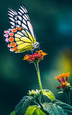 nature picture butterfly perching petal closeup
