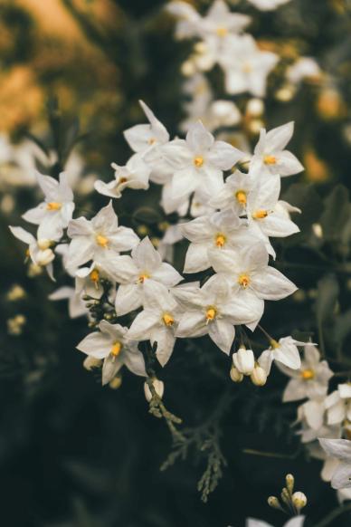 nature picture classical blooming jasmine flowers scene