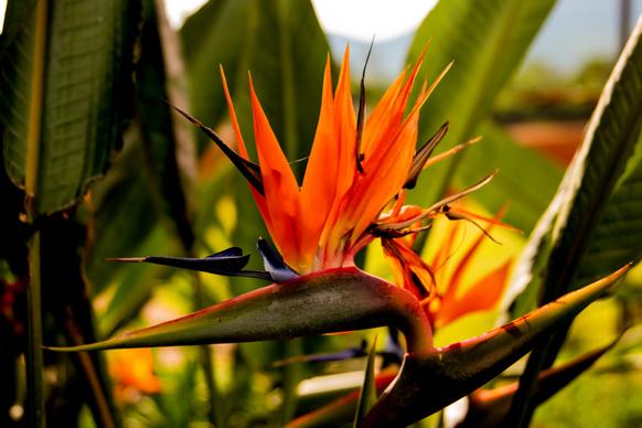 nature picture closeup bird of paradise flower  
