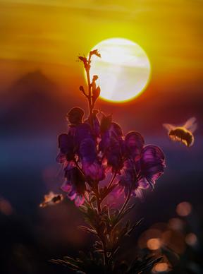 nature picture closeup flowers flying bee sunset scene 