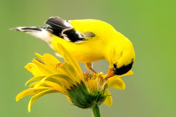 nature picture closeup goldfinches eating flower