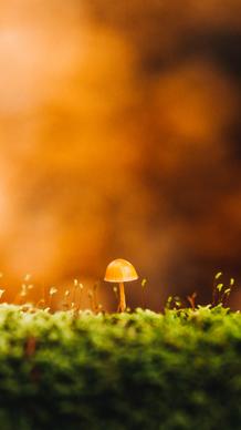 nature picture closeup growing tiny mushroom 