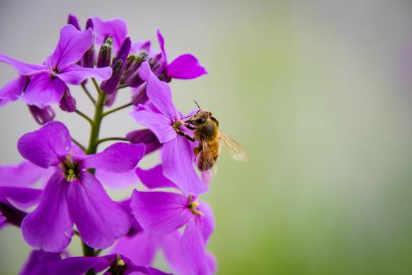 nature picture closeup honeybee perching petals 